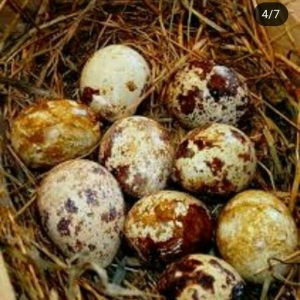 bildircin yumurtasi satilir. az sayda satilmir. eded sayi 500 den basl