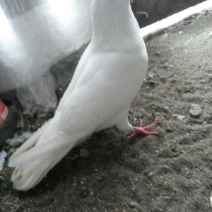 16 tuk erkey uçan qusdu ciddi olmayan narahat etmesin wp var