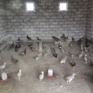 Qirqovul satılır 30 manat böyük sortdu Rosiyadan getirmişem iki kilo b