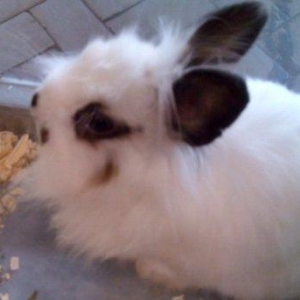 Deyiwirem 2 eded erkey ve diwi karlik tuklu baw dovwanlari pincer iti