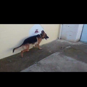 Salam . It  2 yaw 9 ayliqdi. barter edirem (2xaski