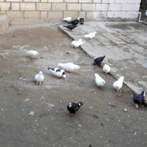 bir hin goyercindi 35 eded hamsin satiram 150 manata  riyal alicilar v