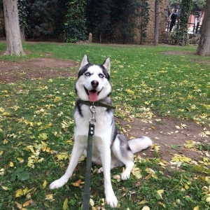 Продается собака породы ха�