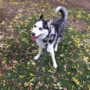 Продается собака породы хаски в связи с вынужденным переездом! Только