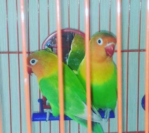 hazir cutduler15 ayin quwleidir. hal hazirda yuvaya girirler yumurta q