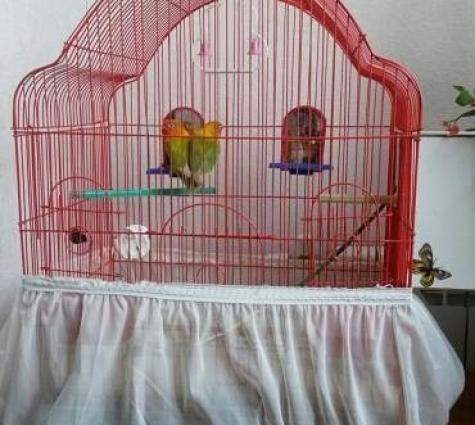 hazir cutduler15 ayin quwleidir. hal hazirda yuvaya girirler yumurta q