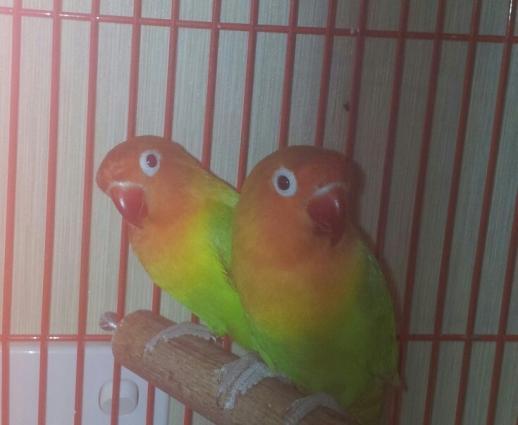 hazir cutduler15 ayin quwleidir. hal hazirda yuvaya girirler yumurta q