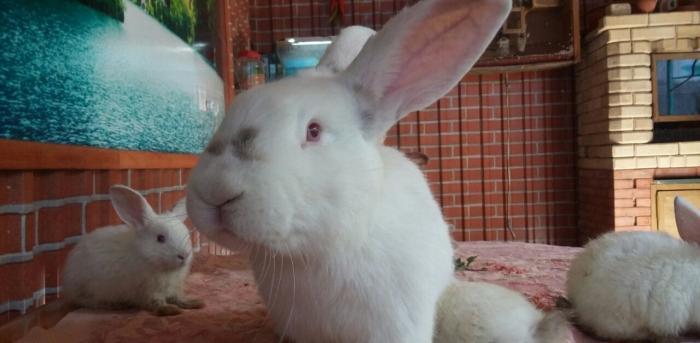 hazir cutduler15 ayin quwleidir. hal hazirda yuvaya girirler yumurta q