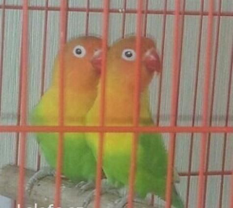 hazir cutduler15 ayin quwleidir. hal hazirda yuvaya girirler yumurta q