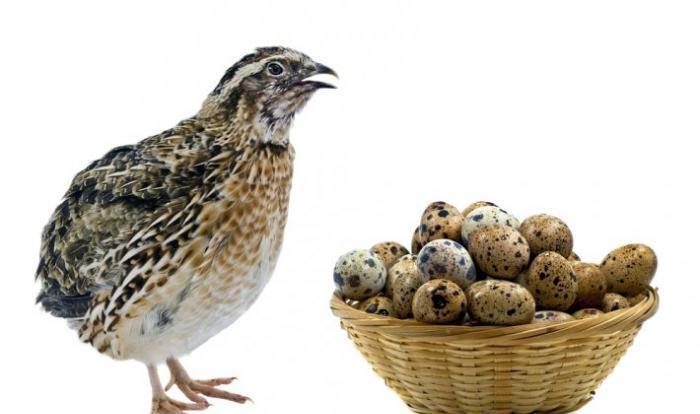 Bildircin ve bildircin yumurtalarinin satishi