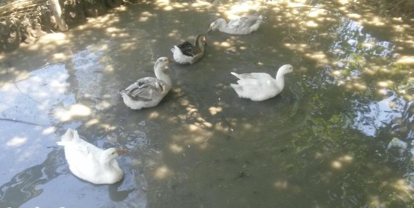 5in alana 2 ordey hediyye.cins linda qazlari