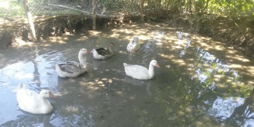 5in alana 2 ordey hediyye.cins linda qazlari