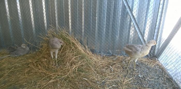 Limon qırqovul satılır