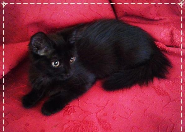 Домашняя чистая здоровая пушистая девочка-очаровашка (турецкая ангора