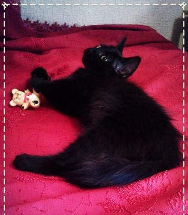 Домашняя чистая здоровая пушистая девочка-очаровашка (турецкая ангора