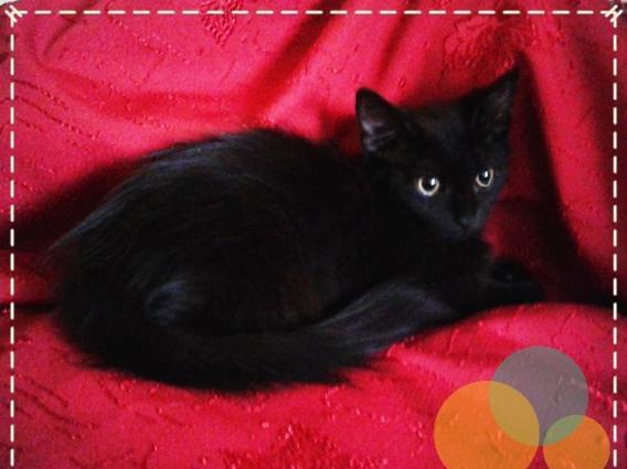 Домашняя чистая здоровая пушистая девочка-очаровашка (турецкая ангора