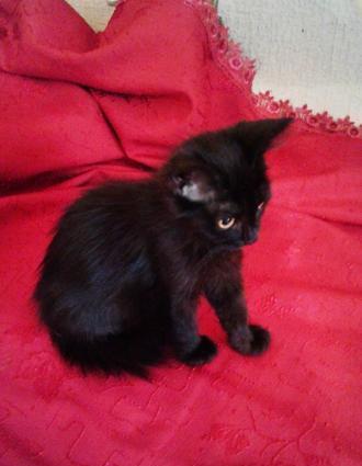 Домашняя чистая здоровая пушистая девочка-очаровашка (турецкая ангора