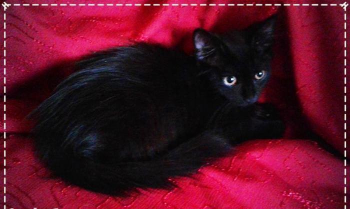 Домашняя чистая здоровая пушистая девочка-очаровашка (турецкая ангора