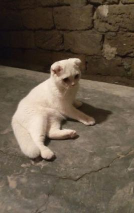 wotlanskaya vislouxaya devocka 8 mesecnaya privivki sdelani.poprostu n