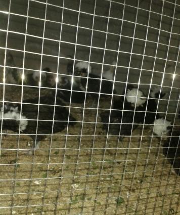 holland ag papaglari