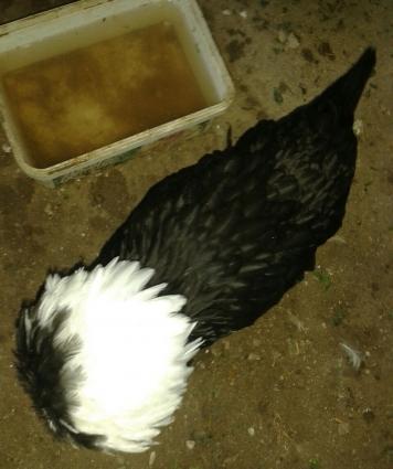 holland ag papaglari