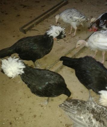 holland ag papaglari