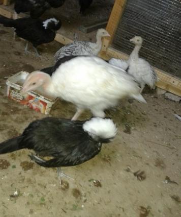 holland ag papaglari