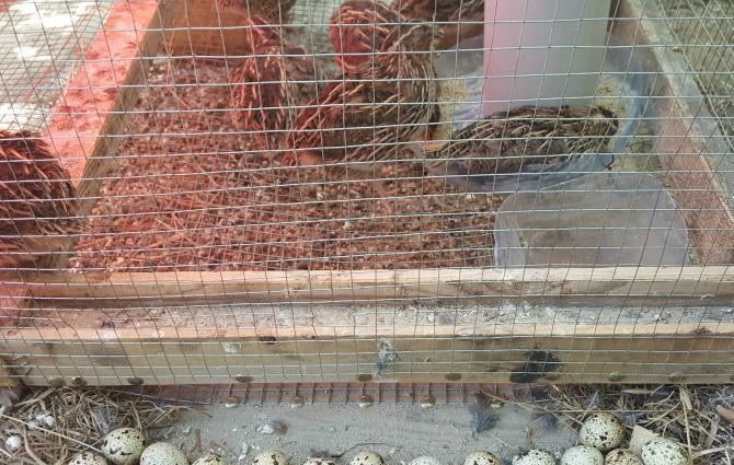 Yumurtlayan Bildirçinlər