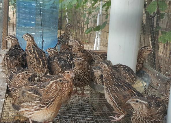 Yumurtlayan Bildirçinlər