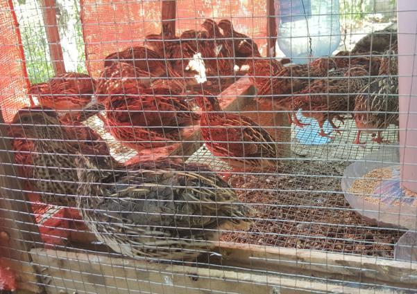 Yumurtlayan Bildirçinlər