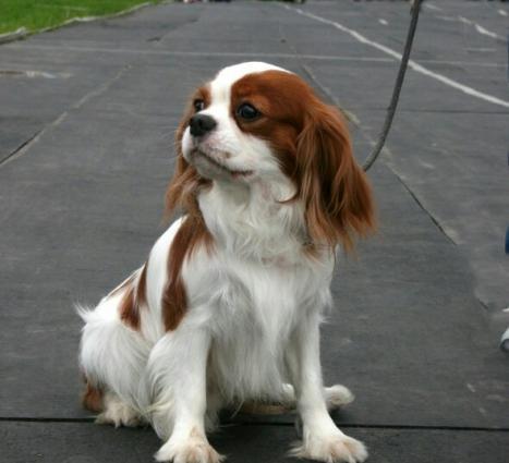 Чистокровный Кавалер Чарльз Кинг Спаниель.Temiz qan Kavaler Carlz Ki