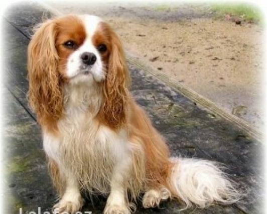 Чистокровный Кавалер Чарльз Кинг Спаниель.Temiz qan Kavaler Carlz Ki