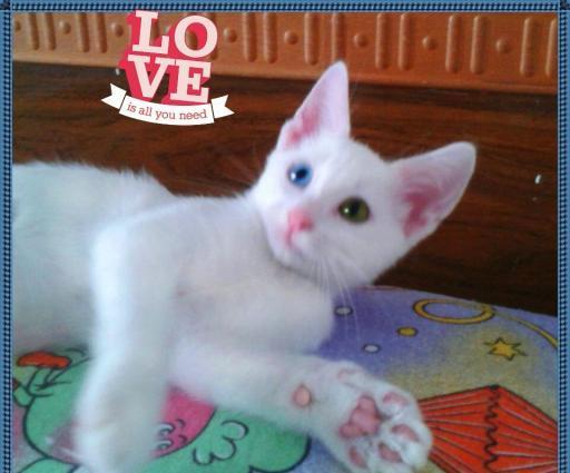 Турецкий ван, Шерлок (3 мес) с фестивальными глазками