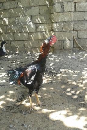 super heyralti bece satiram hundurdu temiz sort becedi