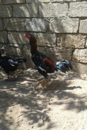 super heyralti bece satiram hundurdu temiz sort becedi