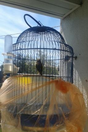 bül-bül ler super oxuyan yawli ve balalar