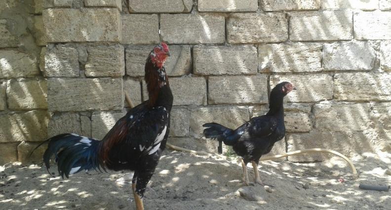 super heyralti bece satiram hundurdu temiz sort becedi