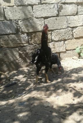 super heyralti bece satiram hundurdu temiz sort becedi