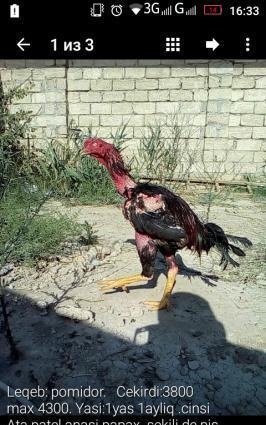 Cins herati (bax pesman olmarsan)