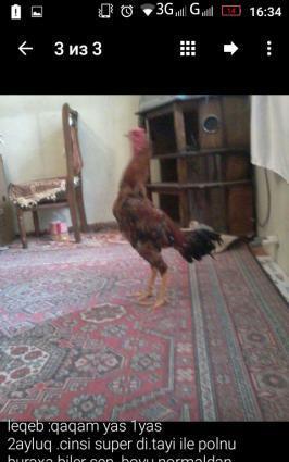 Cins herati (bax pesman olmarsan)