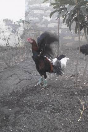 8ayliq bece satilir…isdeyen tayini getirib yoxlayada biler…cinsi qani