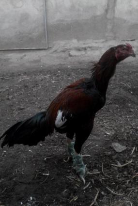 8ayliq bece satilir…isdeyen tayini getirib yoxlayada biler…cinsi qani