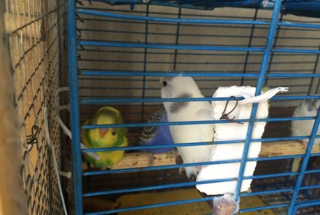 Papuqalar satilir cox saglam ve cevik quslardi 2 3 ayliq quslardi goze