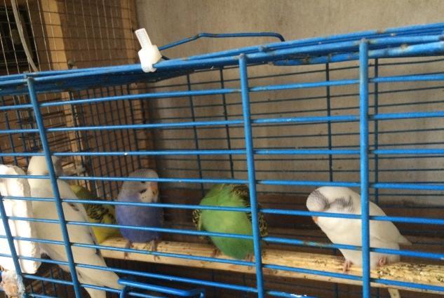 Papuqalar satilir cox saglam ve cevik quslardi 2 3 ayliq quslardi goze