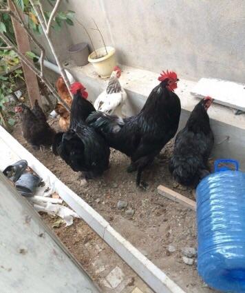 Koxinxin xoruzIarı və toyuqIarı satılır. 2 xoruz 2 toyuq. XoruzIardan