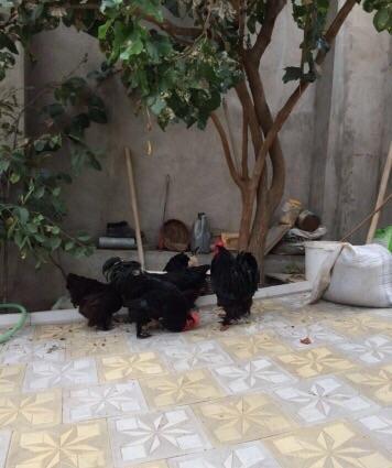 Koxinxin xoruzIarı və toyuqIarı satılır. 2 xoruz 2 toyuq. XoruzIardan