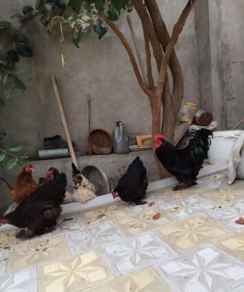 Koxinxin xoruzIarı və toyuqIarı satılır. 2 xoruz 2 toyuq. XoruzIardan