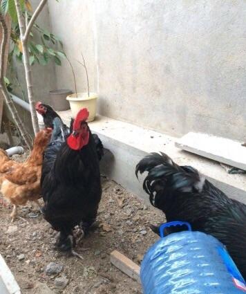 Koxinxin xoruzIarı və toyuqIarı satılır. 2 xoruz 2 toyuq. XoruzIardan