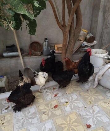 Koxinxin xoruzIarı və toyuqIarı satılır. 2 xoruz 2 toyuq. XoruzIardan