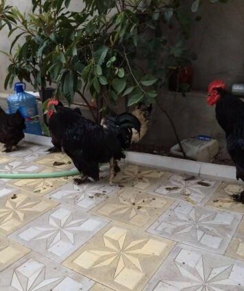 Koxinxin xoruzIarı və toyuqIarı satılır. 2 xoruz 2 toyuq. XoruzIardan